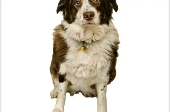 Lost Skittish Aussie in Colton - Call If Seen