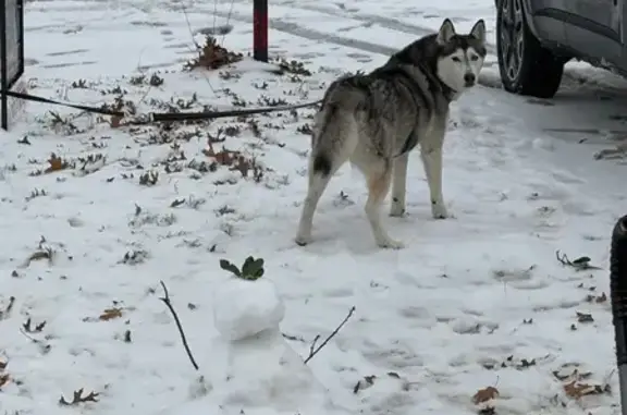 Lost Husky: Blue & Brown Eyes, Baker Lake
