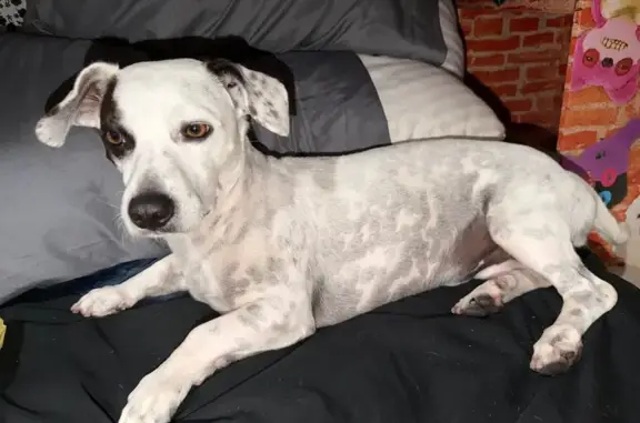 Lost Dog: Chubby Black & White Jack Russell Mix