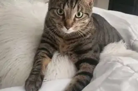 Lost Brown Tabby Cat - Greenwood Area