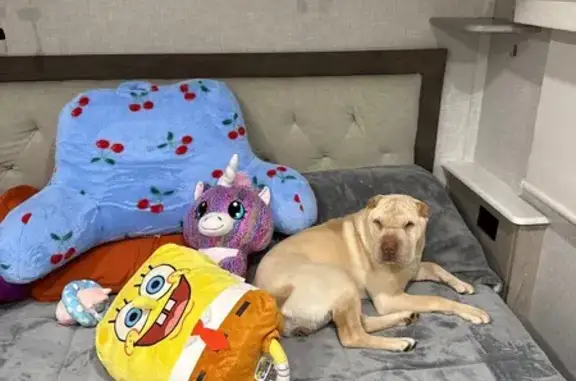 Lost Sharpei: White, Curly Tail, Scar