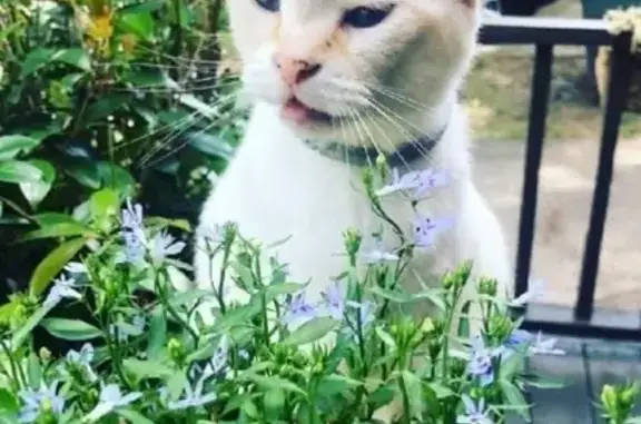 Lost Cat: Friendly White, Blue-Eyed Beauty