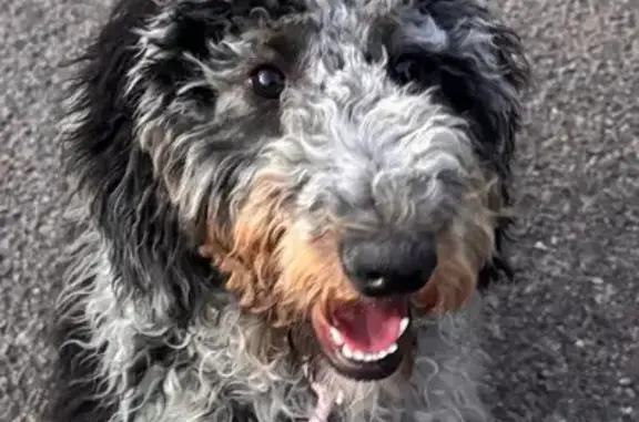 Lost Dog: Wavy Black & Grey on Meridian