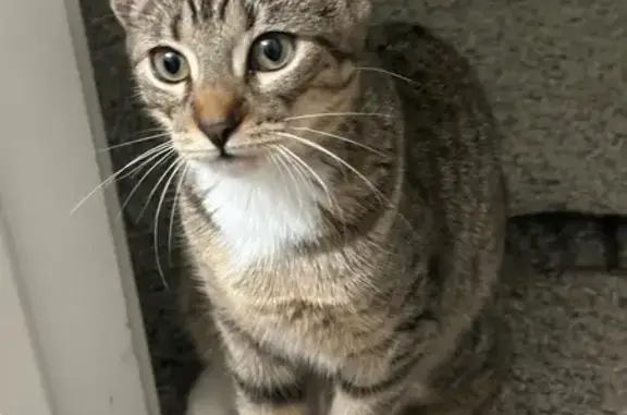 Lost Cat: Missing from Risman Dr, Plymouth