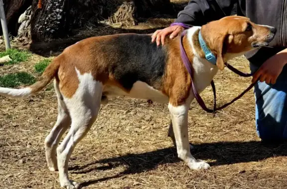 Lost Tri-Color Hound in Chase City