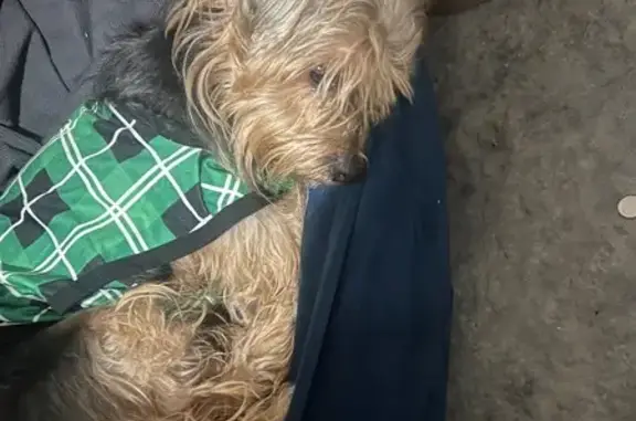 Found Dog in Sweater on Lott A...