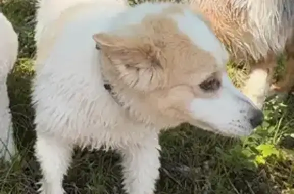Lost Dog: White & Tan in Livonia Area