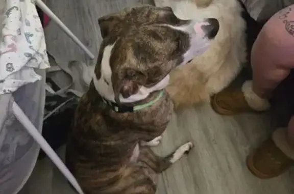 Lost Brindle Dog with Green Collar