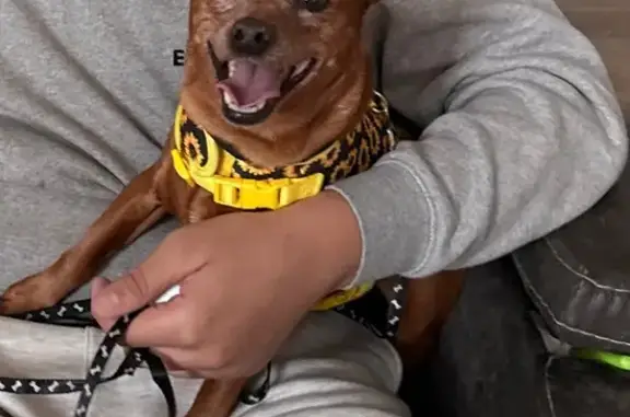 Lost Dog Lucy: Brown Fur, Black Collar