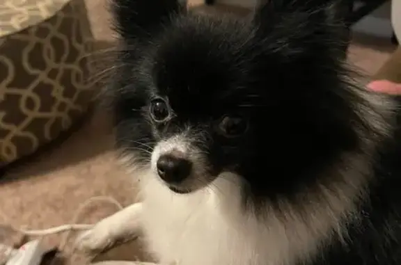 Lost Black & White Pomeranian in Collins, GA
