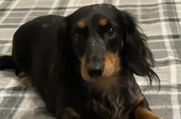 Lost Dapple Dog: Arcadia Dr, Sugar Land