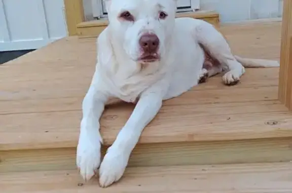 Lost Dog: White with Rust 'Pants' - GA