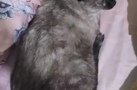 ¡Ayuda a Encontrar a Danna, Gata Siamesa Perdida!