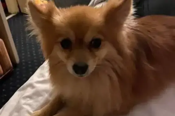 Lost Dog in Collins, GA: Fox-Like Pup