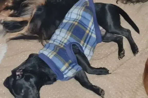 Lost and found pets South Africa, photo: Lost Dog: Jet Black Coat in Johannesburg