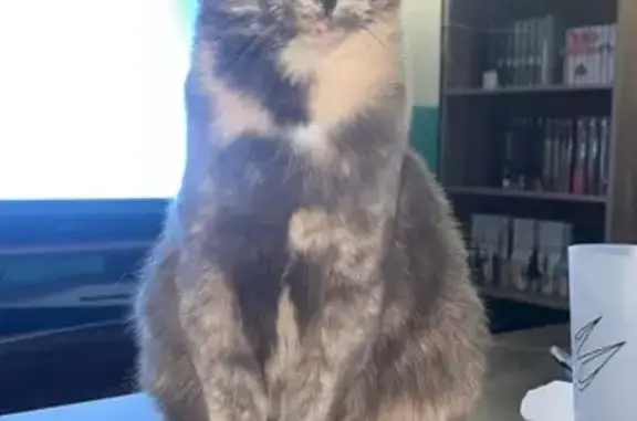 Animaux perdus , photo: Chatte écaille perdue à Oisseau-le-Petit