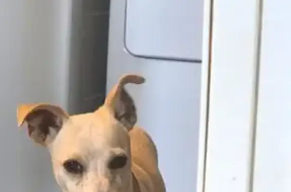 Lost pets Bakersfield, photo: Lost Dog: Rover on Eucalyptus Dr, Bakersfield