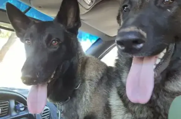 Found Malinois Dog in Mesa, No...