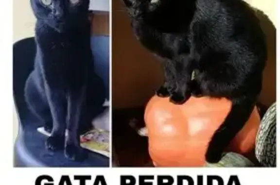 Gatos perdidos, Camargo, foto: ¡Gata Negra Perdida en Camargo!