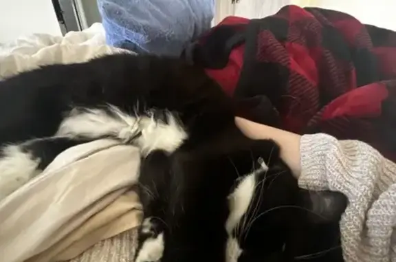 Lost and found pets Tucson, photo: Lost Cat: Distinguished Gentleman Found?