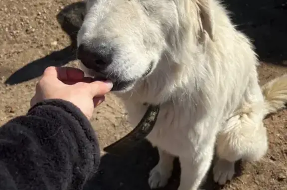 Lost All-White Dog: Friendly, Black Collar