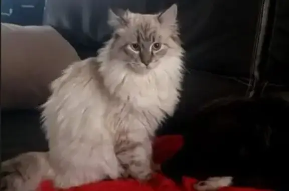 Chat perdu, Sennecey-le-Grand, photo: Chat perdu, Sennecey-le-Grand, Rue de la Gare