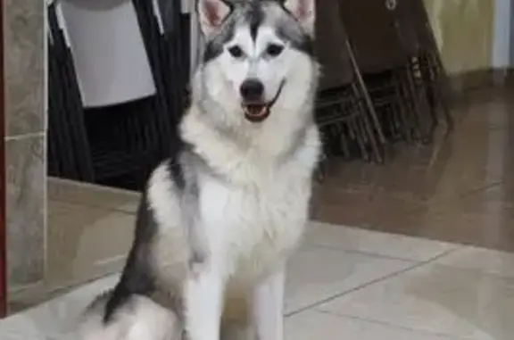 Husky perdido en León: gris, negro y blanco