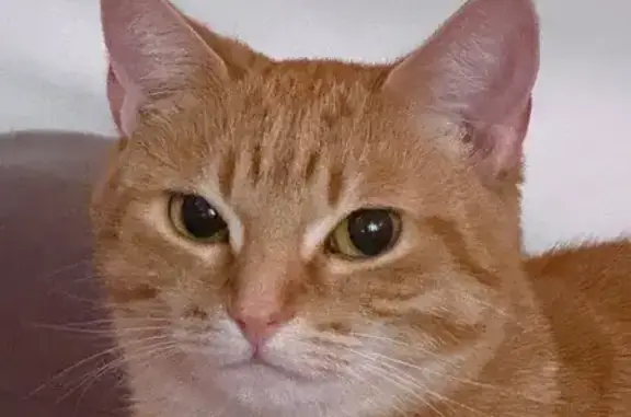 Lost and found pets , photo: Lost Orange Tabby: Steel Rd, Havertown