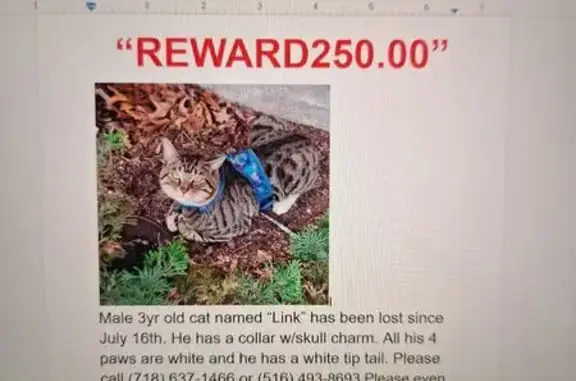 Missing cat , photo: Lost Cat Alert: Austin St. 84-4