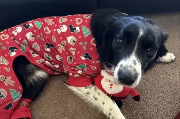 Lost pets , photo: Missing Dog in Nugent: Black & White Coat