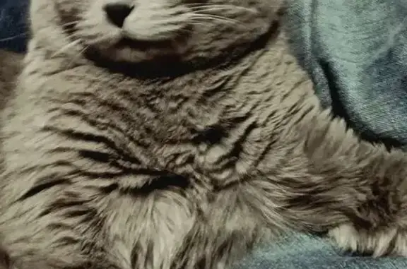 Lost Grey Cat with Blue-Green Eyes