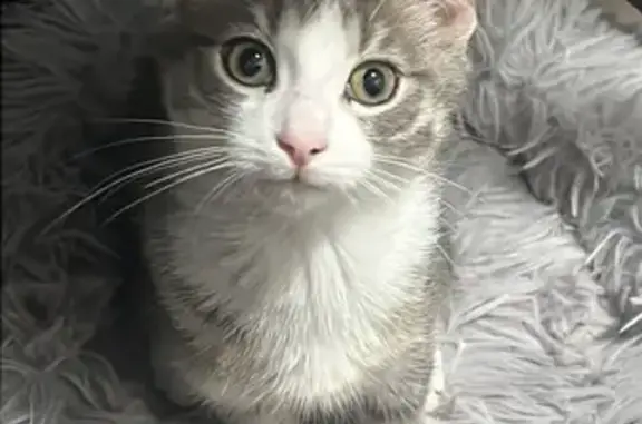 Shy Cat Lost on Barnes Ave - Call Her!