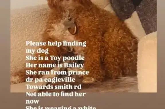 Help Find Bailey: Lost Toy Poodle