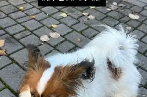 Зникла собака Папільон у Кривому Розі