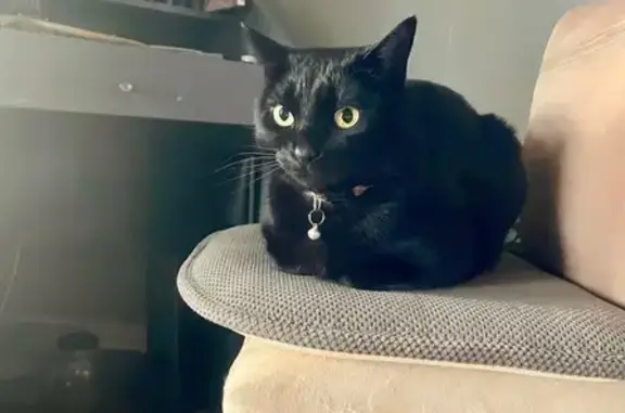 Lost Black Cat: Kitty with Ear Scar