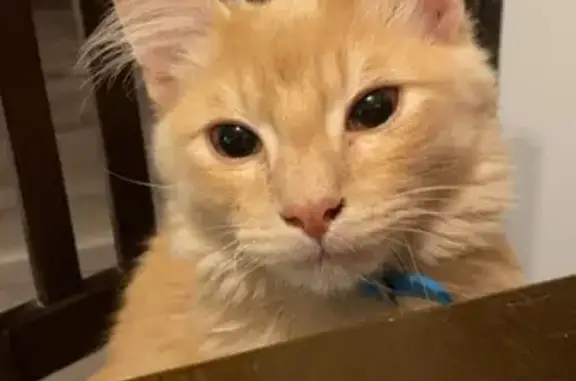 Fluffy Cat with Extra Thumbs Missing!