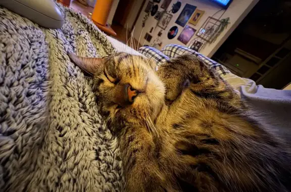 Lost Tabby Cat Pablo: Help Find Him!