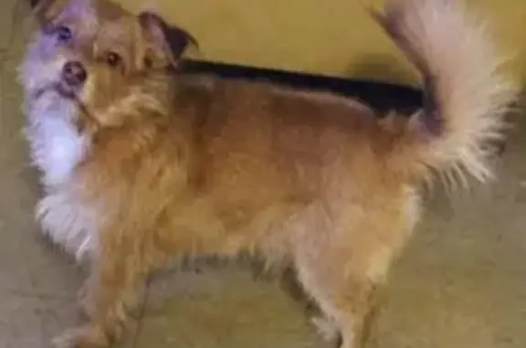 Lost Morkie in West Philly: Help Find Him