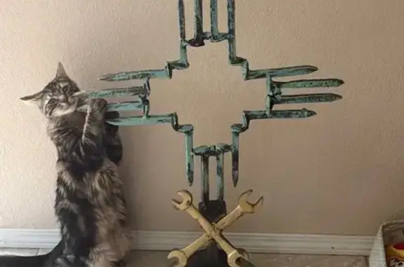 Lost Marbled Cat in Rio Rancho - Help!