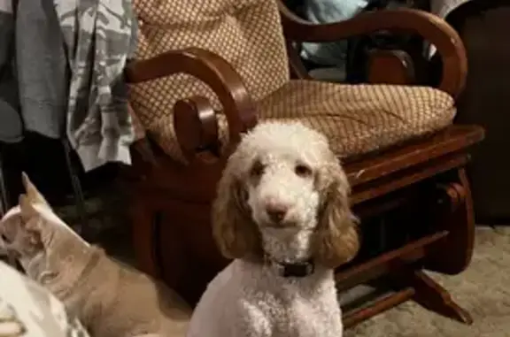 Lost Dog: Pink & Brown, Purple Collar