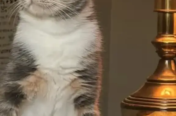 Lost Calico Cat: Help Find Pheobe!