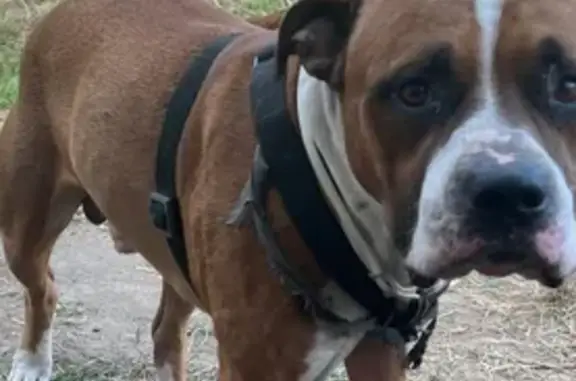 Lost Dog on Cason Rd: Friendly & Scared