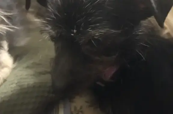 Lost Black Dog: Female, Pink Collar, Wichita