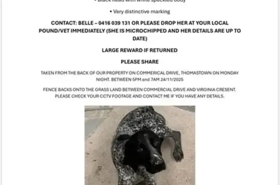Lost Dog: Black with White Spots in Whittlesea
