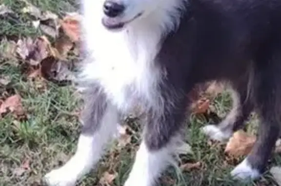 Lost Shy Puppy: Black & White, Unique Eyes