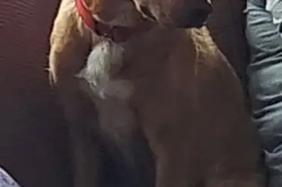 Medium size, about 40 lbs., amber colored with darker ears, white patch on chest. Pulled out off harness, still wearing a red collar.