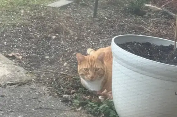 Sweet Orange Tabby Found in Do...