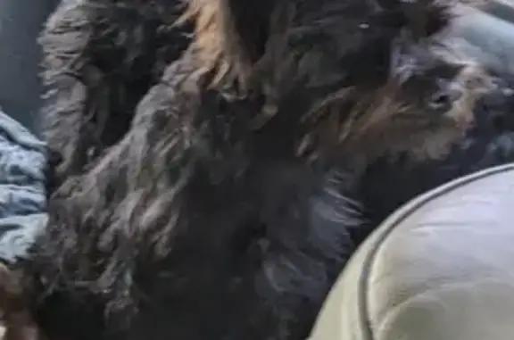 Lost Black Terrier Mix in Bedford Woods