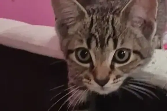 Lost Gray Cat on North 5th St, Harrison