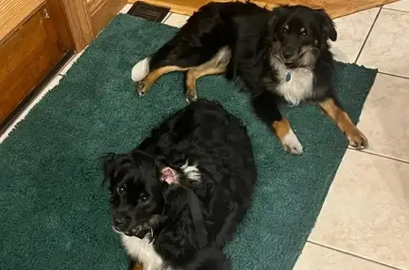 Missing dog Findlay, photo: Lost Dog: Black with White Markings, Findlay